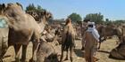 Le Tchad veut mieux rentabiliser son immense cheptel de dromadaires